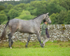 Dunblane show-6