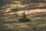 Red Squirrel