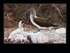 Booby with chicks