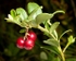 Cowberry