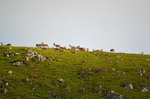 Red Deer
