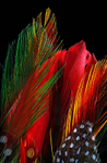 FEATHERS-1-4005