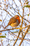 Robin Erithacus rubecula-3407