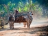 Buffalo transport