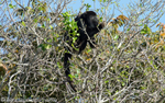 Howler monkey male