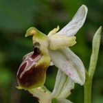 Archipelago Orchid (Ophrys archipelagi)…  synonymous with O.x arachnitiformis or  O x arachnitiformis Nm ‘archipelagiT
