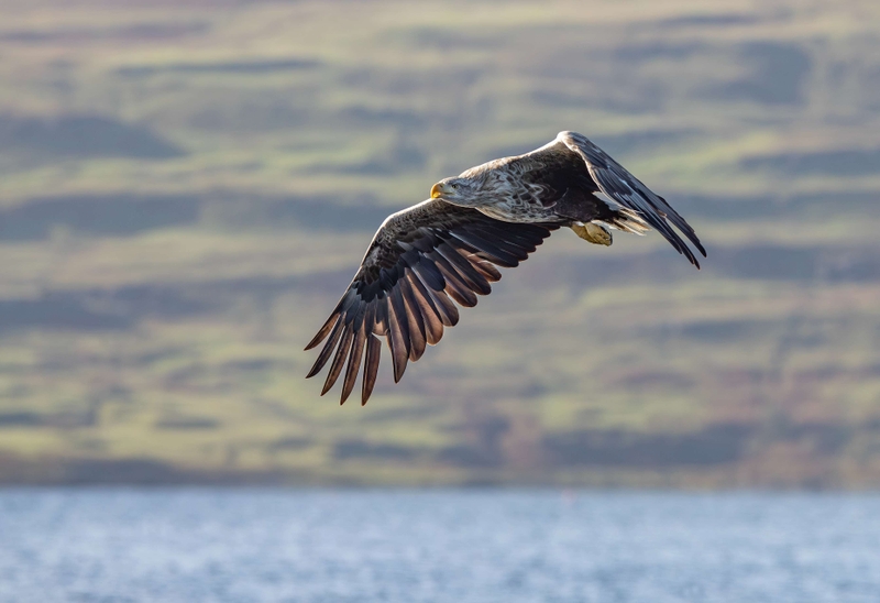 White Tailed Eagle - Isle of Mull - Scotland