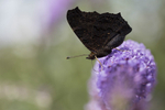 Peacock butterfly