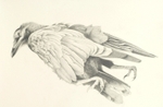 Crow Detail