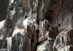 Common Guillemot 3056