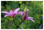 Anethum graveolens