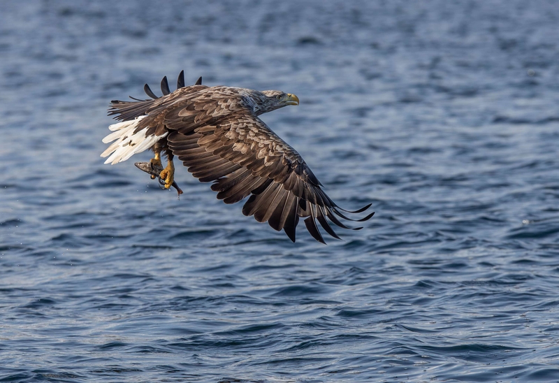 White Tailed Eagle - Isle of Mull - Scotland