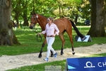 182-HARTHILL_FLAMENCO-Izzy_Taylor-WEDTrotUp+DR portfolio