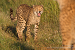 Cheetah yawn