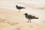Lava Gulls on San Cristobal beach, Galapagos