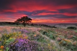 z2261 Autumnal Sunset, Ventnor Down