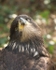 Young Bald eagle
