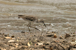 Wood Sandpiper