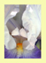 005 Bearded Iris