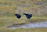 Black Grouse