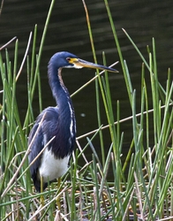 Tricolored Heron _0022