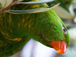 Scaly Breasted Lorikeet 10
