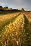 Carrigans Wheatfield (06081904)