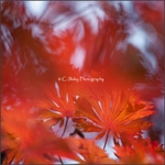 Impressions of Autumn