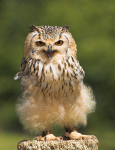 Eagle Owl
