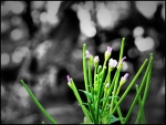Focus