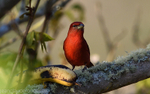 Hepatic Tanager Male