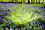 Spinning Fern