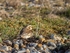 Snow Bunting