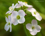 Cuckooflower (01)