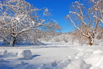 Snow-shoe Country