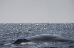 Blue Whale, Pico Island, Azores
