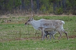 Reindeer