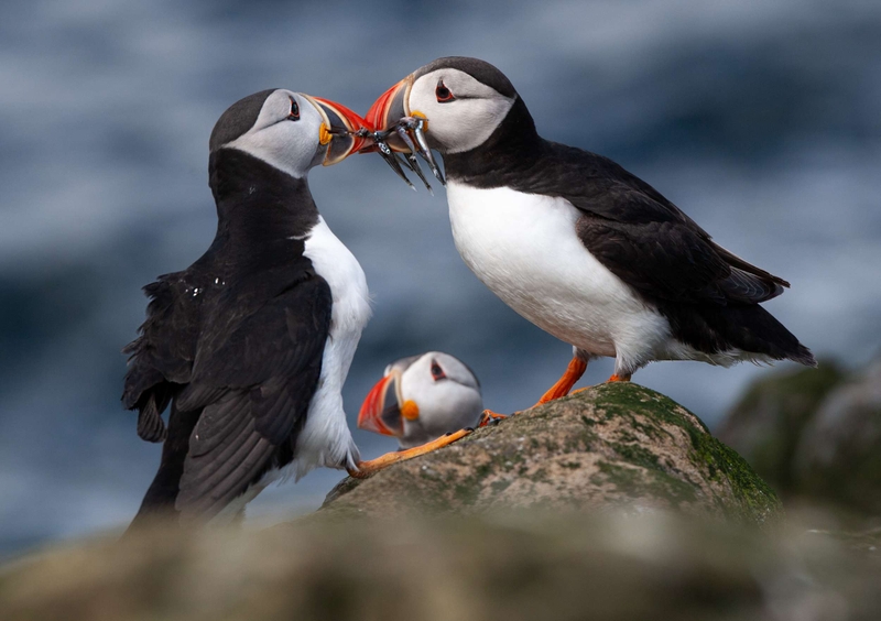 Puffin - Farne Islands