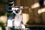 Ring-tailed Lemur - 0651