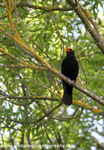 NZ010: Blackbird