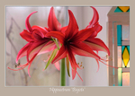 Hippeastrum 'Bogota' 2