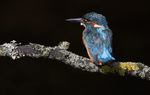 Male Kinghfisher