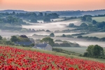 z4394 Misty Poppy Sunrise, Bowcombe