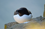 Razorbill