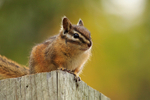 Least Chipmunk, close view, Banff