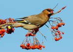 Waxwings portfolio