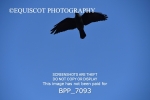 BPP_7093