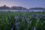 Iris Meadows