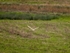 Barn Owl