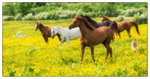 Strange Roundup